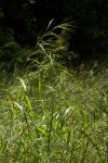 Heteropogon melanocarpus