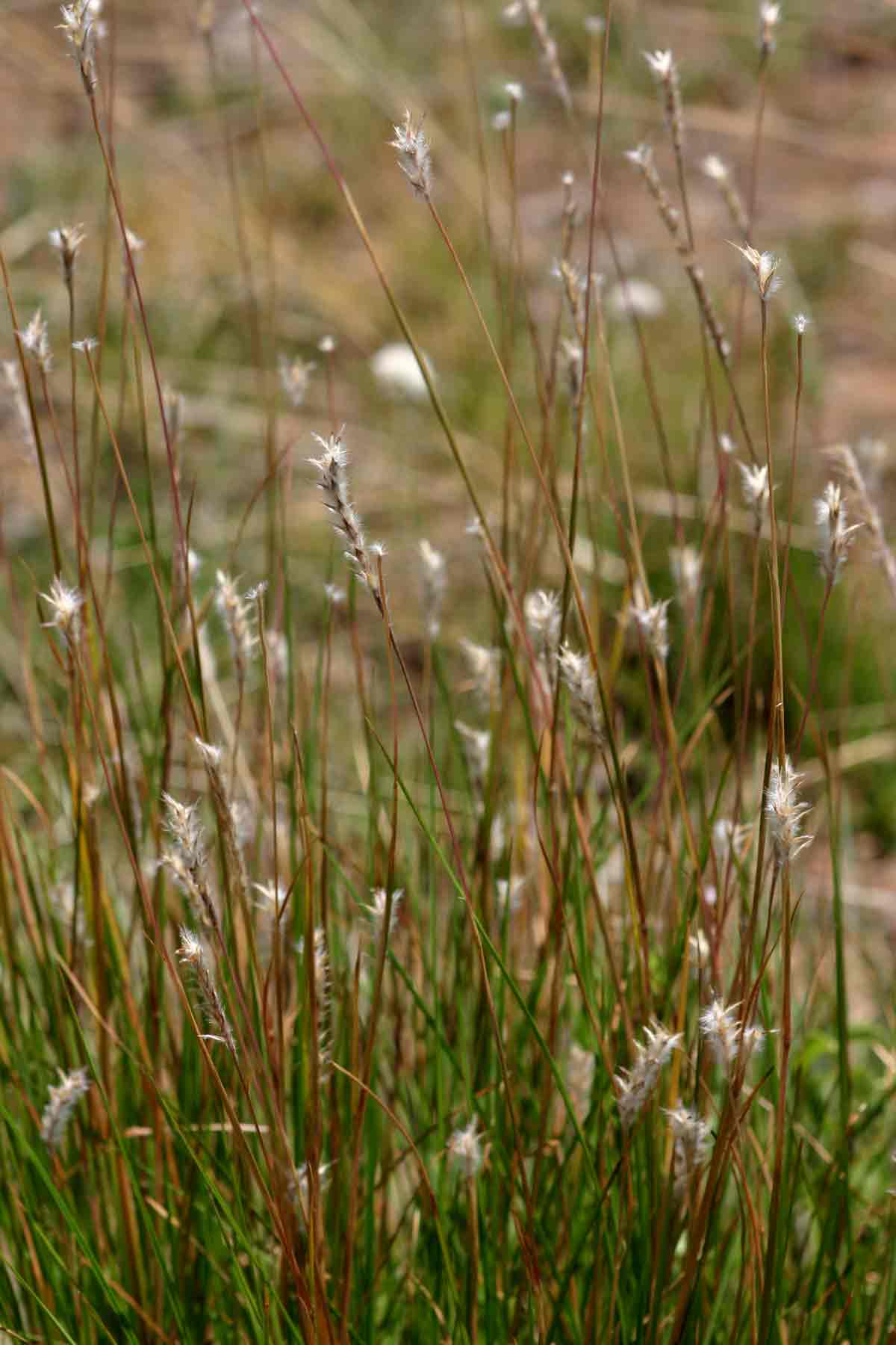 Elionurus muticus Elionurus muticus
