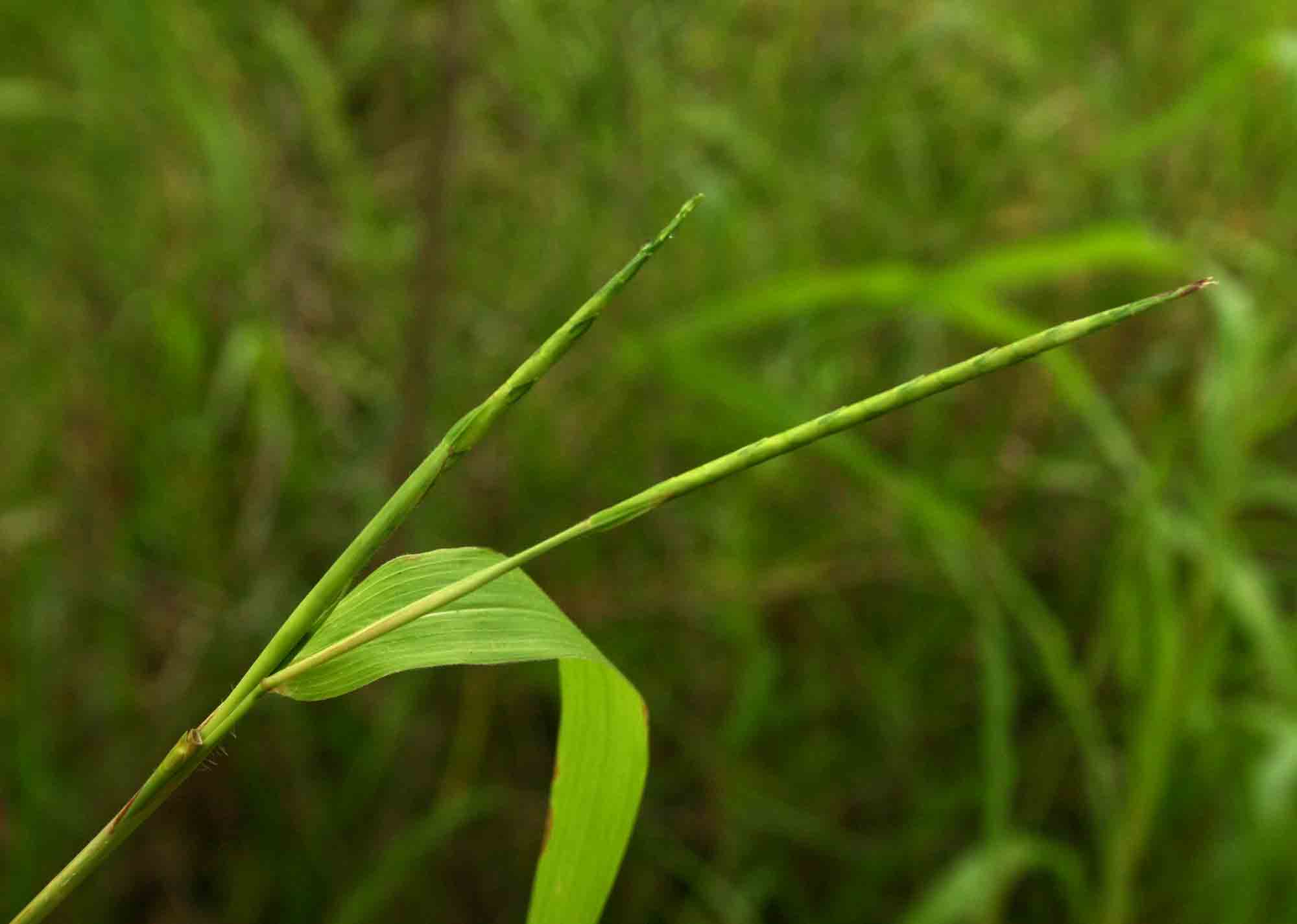 Rottboellia cochinchinensis Rottboellia cochinchinensis