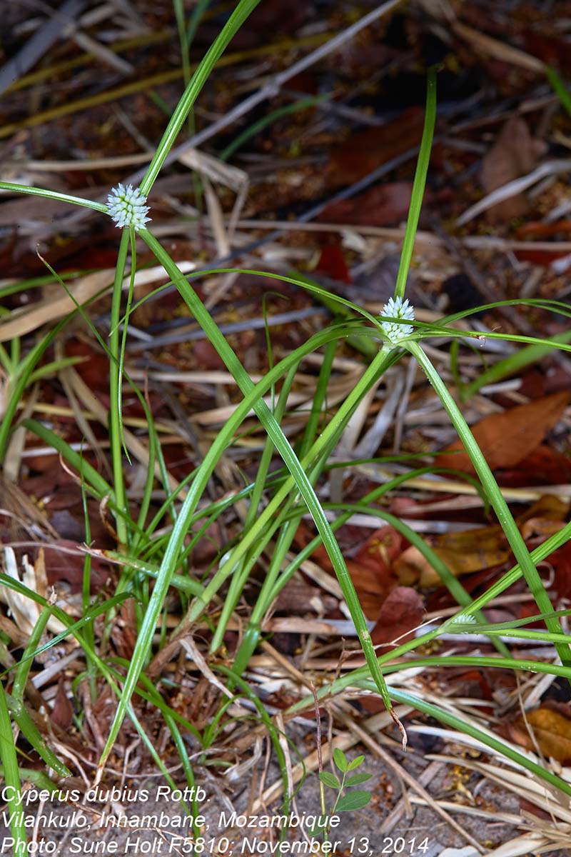 Cyperus dubius var. dubius
