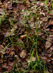 Cyperus dubius var. dubius