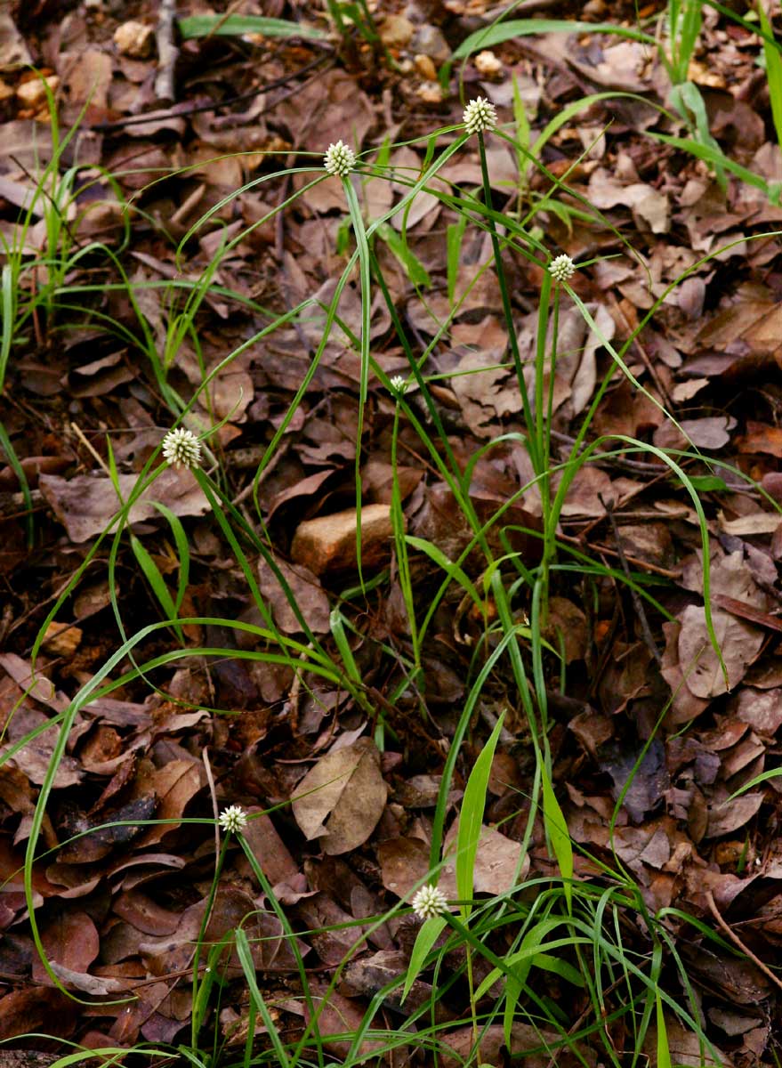 Cyperus dubius var. dubius