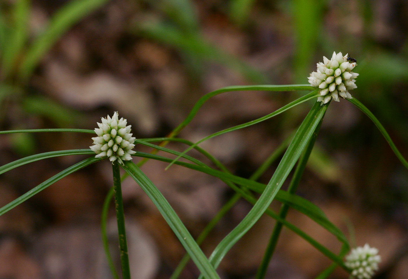 Cyperus dubius var. dubius