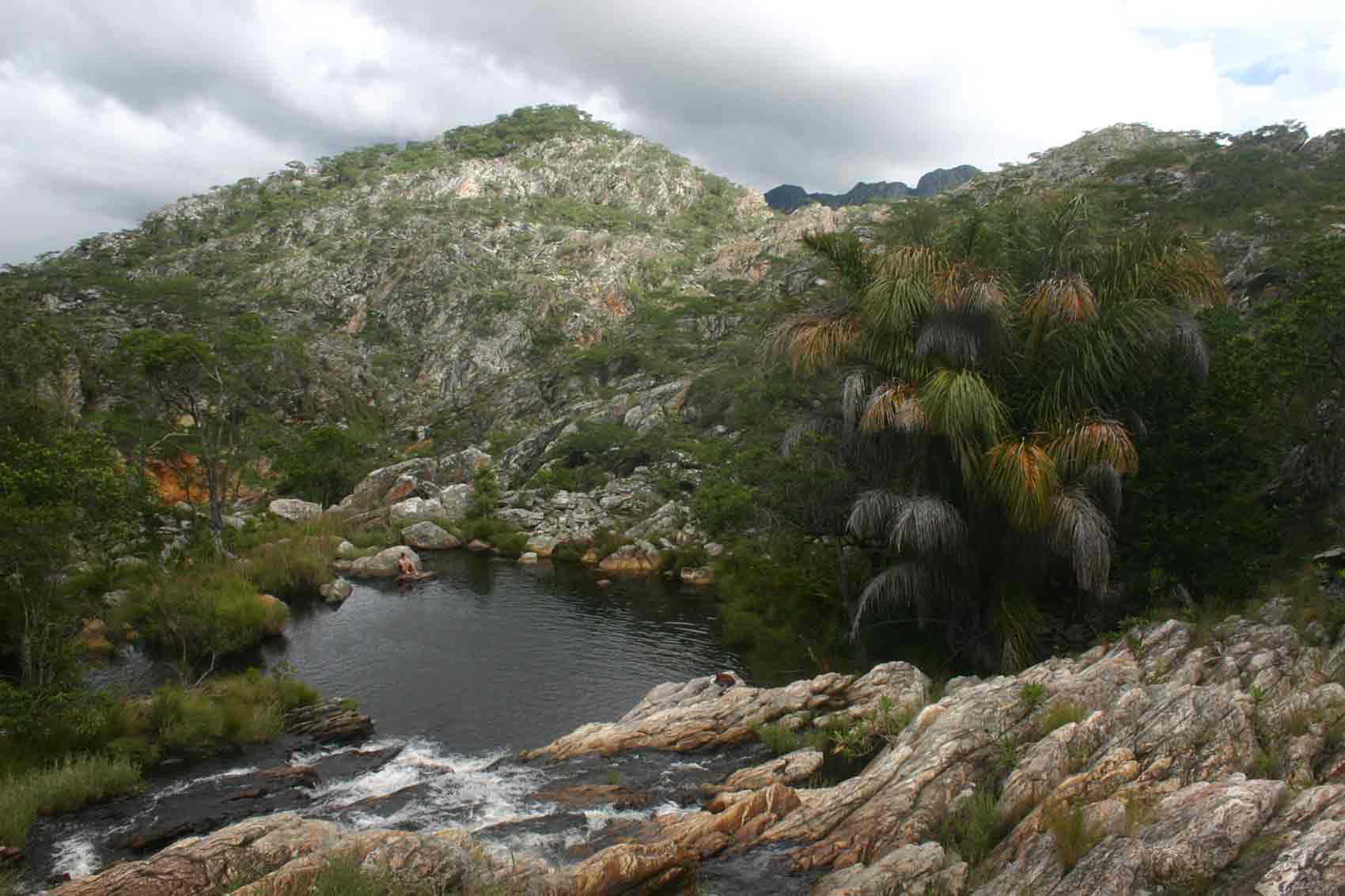 Raphia farinifera