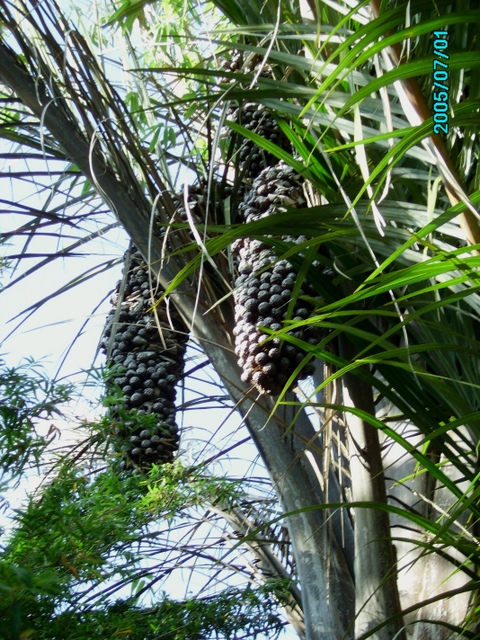 Raphia farinifera