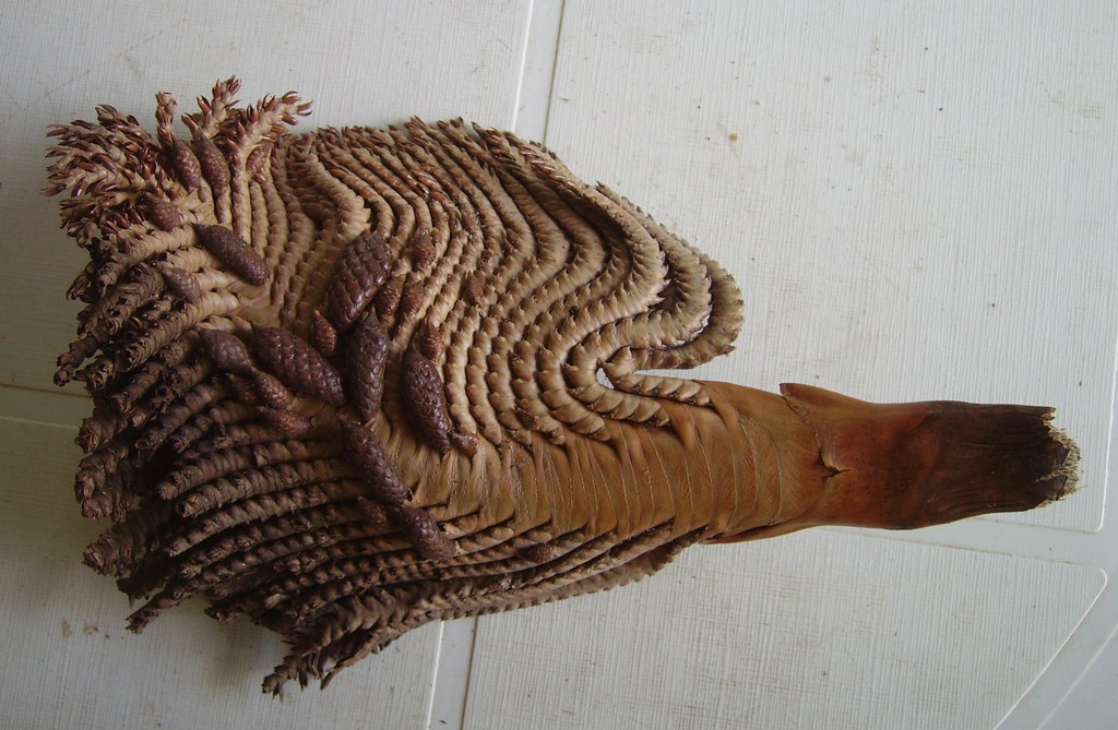 Raphia farinifera