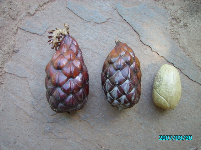 Raphia farinifera