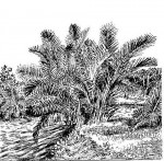 Raphia farinifera