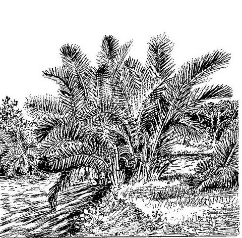 Raphia farinifera