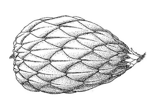 Raphia farinifera