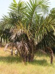 Raphia farinifera