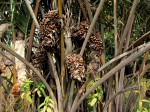 Raphia farinifera