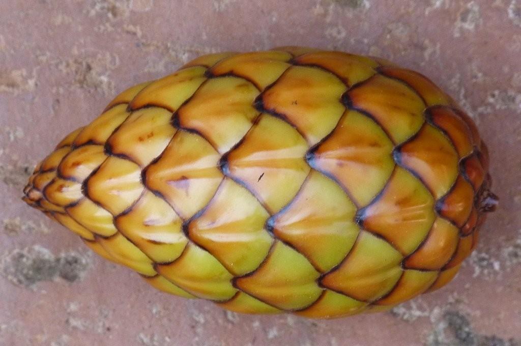 Raphia farinifera
