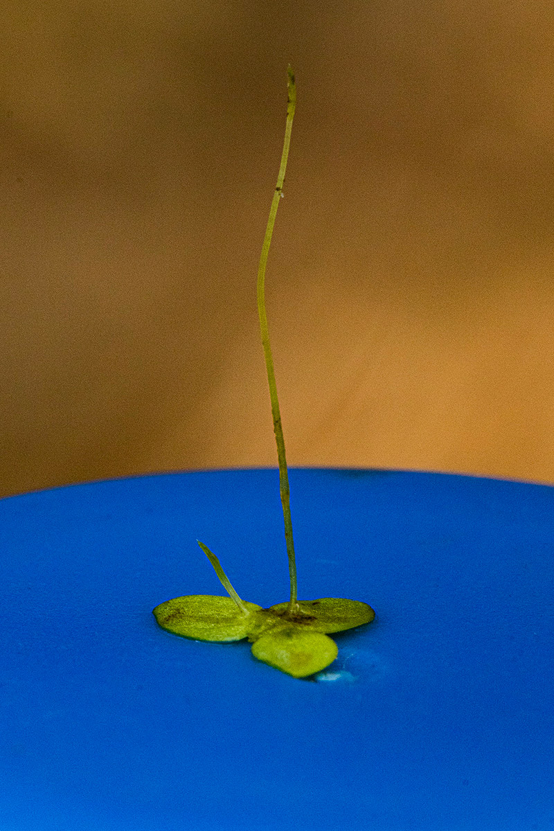 Lemna aequinoctialis Lemna aequinoctialis