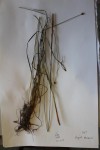 Xyris rehmannii