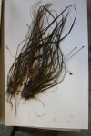 Xyris rehmannii