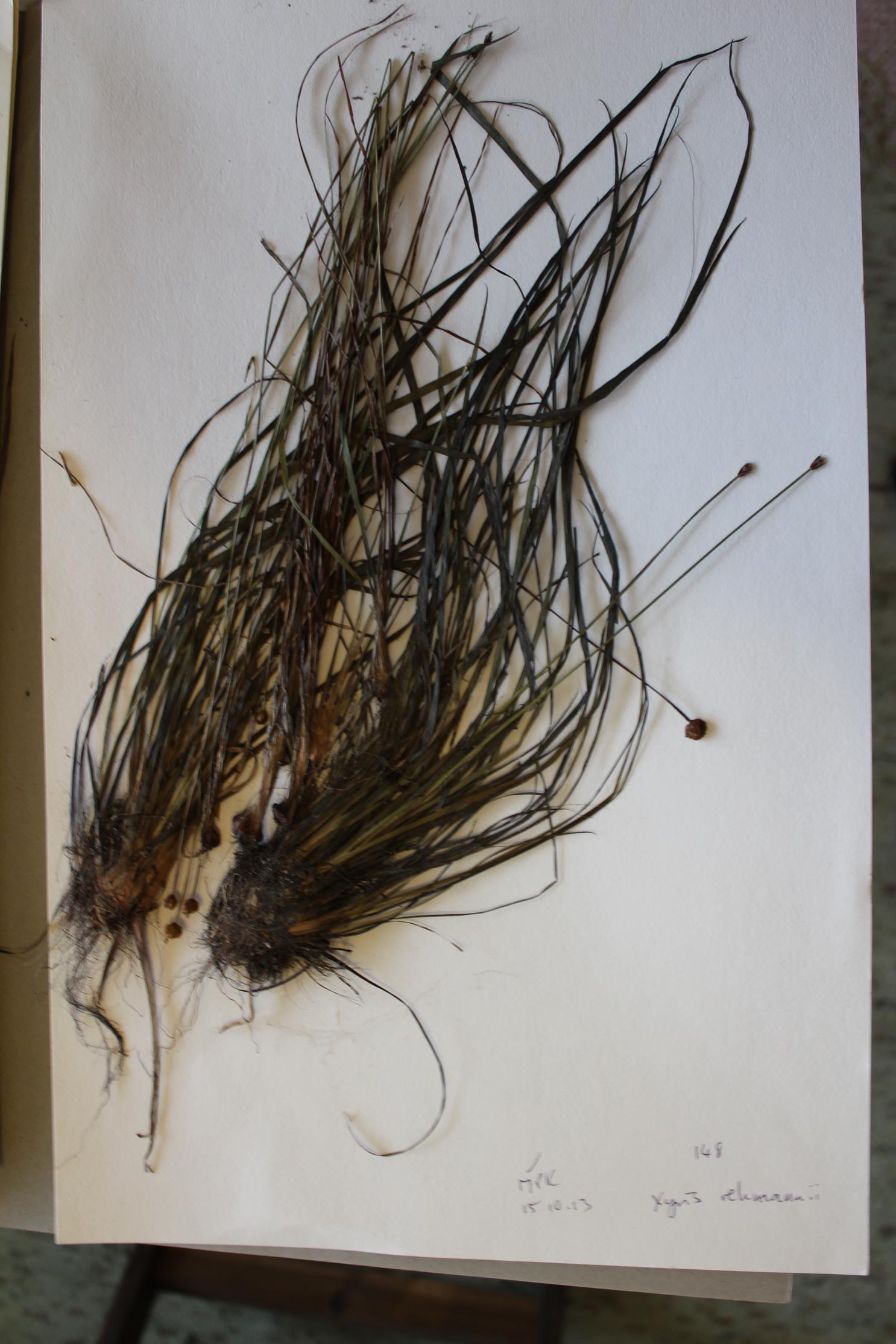 Xyris rehmannii Xyris rehmannii