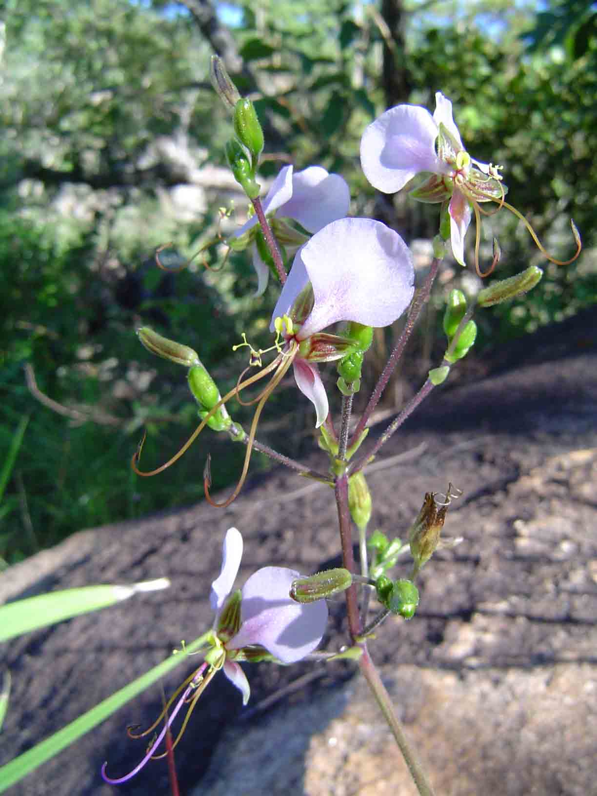 Aneilema hockii