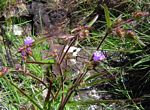 Cyanotis vaga
