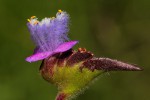 Cyanotis vaga