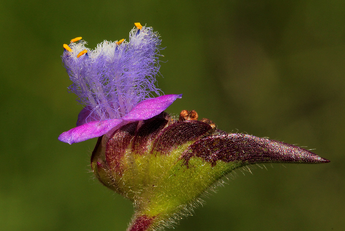 Cyanotis vaga