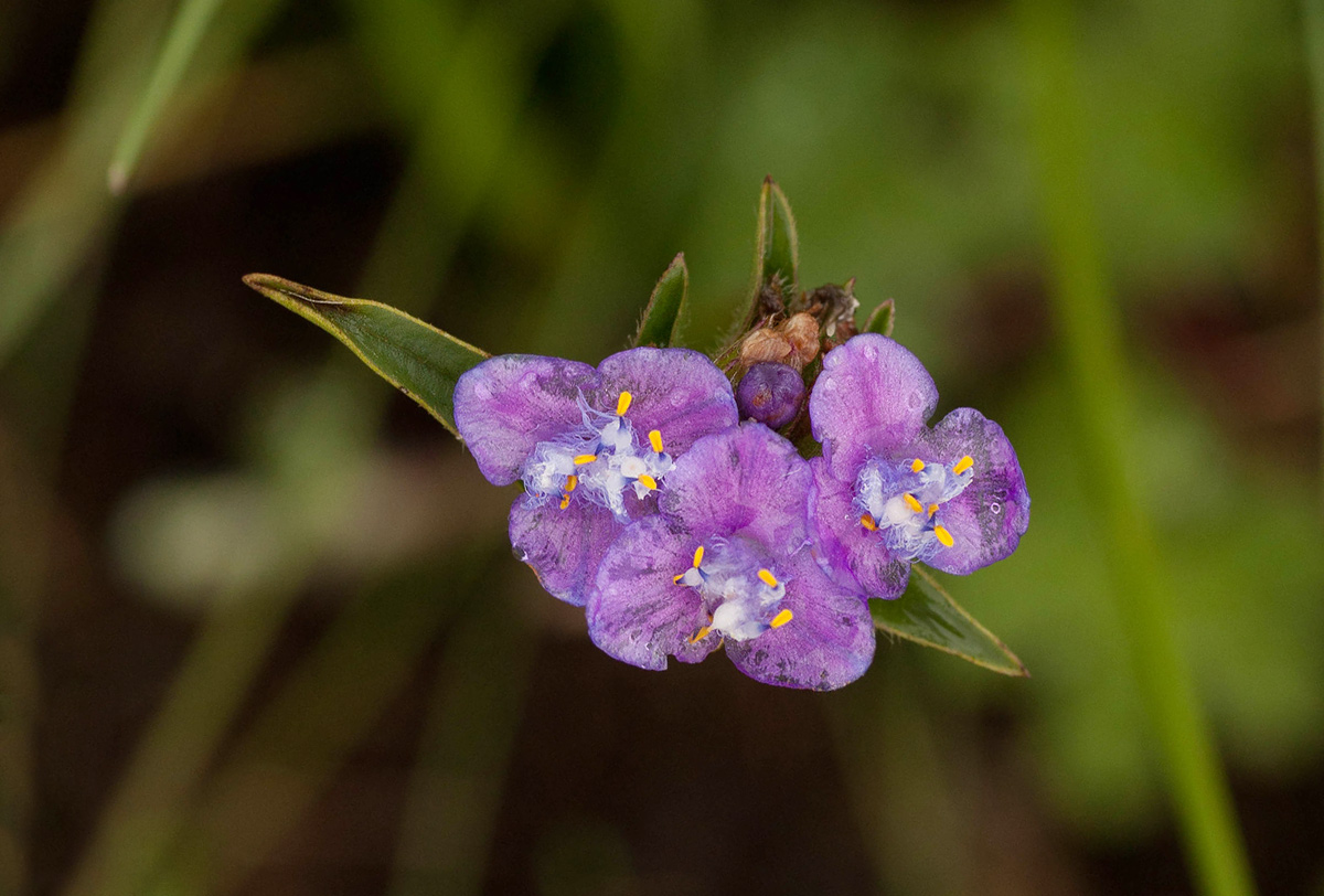 Cyanotis vaga
