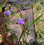 Cyanotis vaga