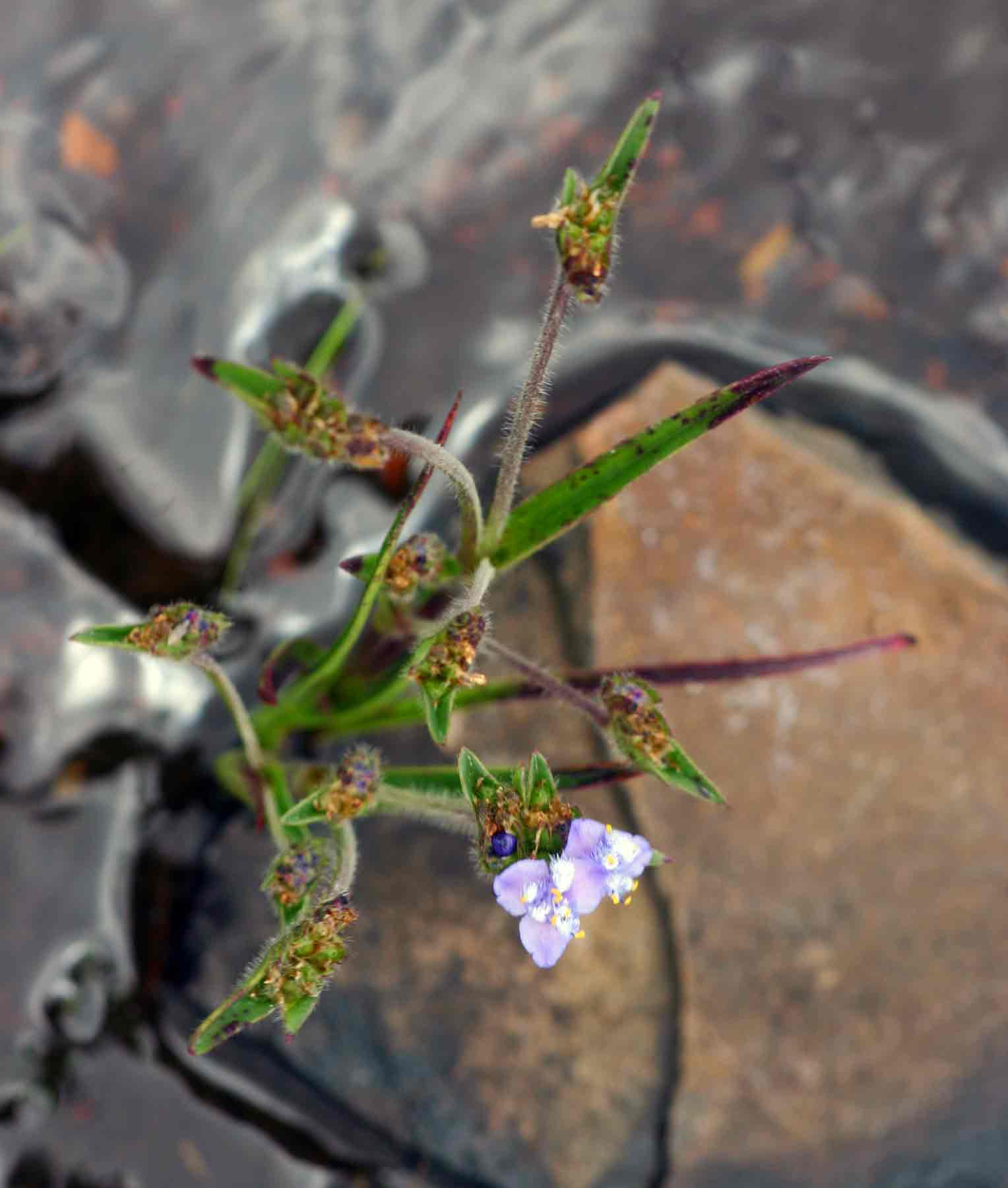 Cyanotis vaga