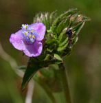 Cyanotis vaga