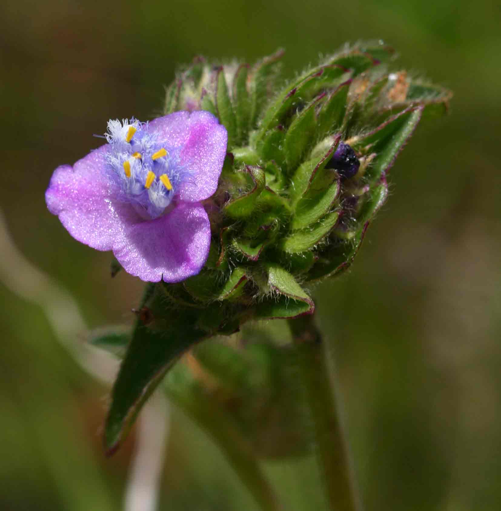 Cyanotis vaga