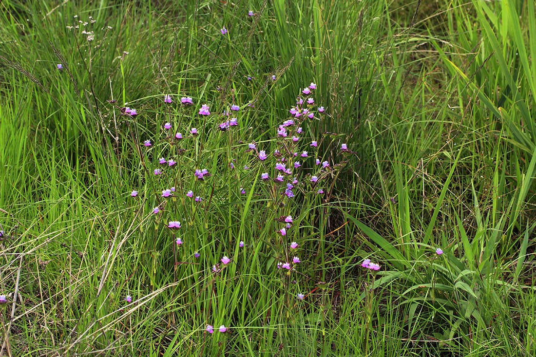 Cyanotis vaga
