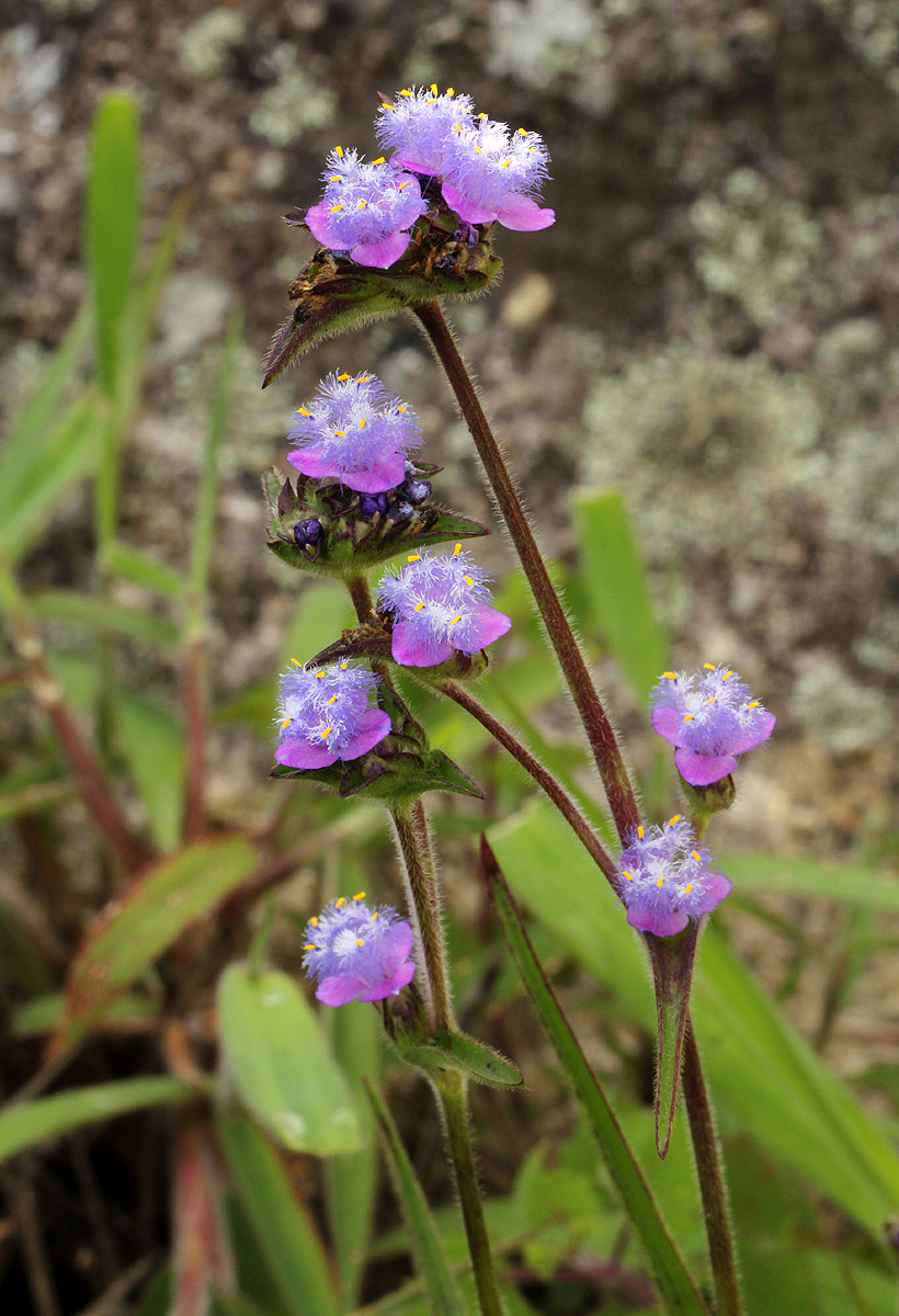 Cyanotis vaga