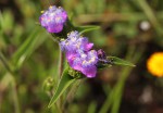 Cyanotis vaga
