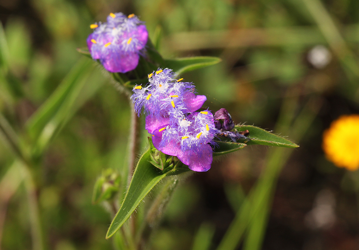 Cyanotis vaga