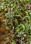 Floscopa glomerata subsp. glomerata