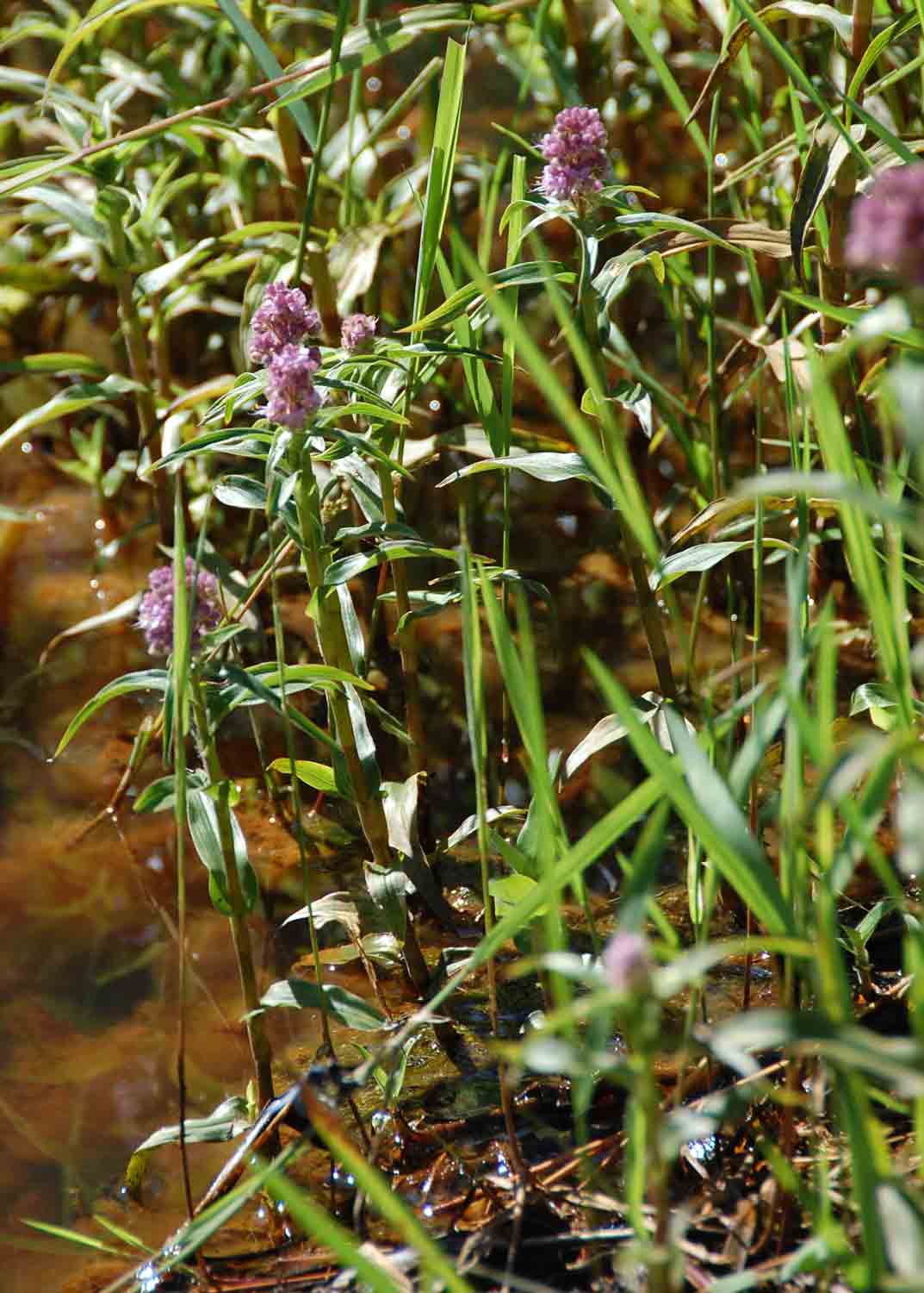 Floscopa glomerata subsp. glomerata