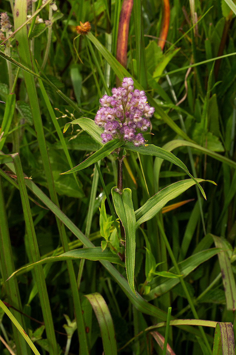 Floscopa glomerata subsp. glomerata