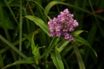 Floscopa glomerata subsp. glomerata