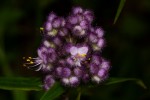 Floscopa glomerata subsp. glomerata