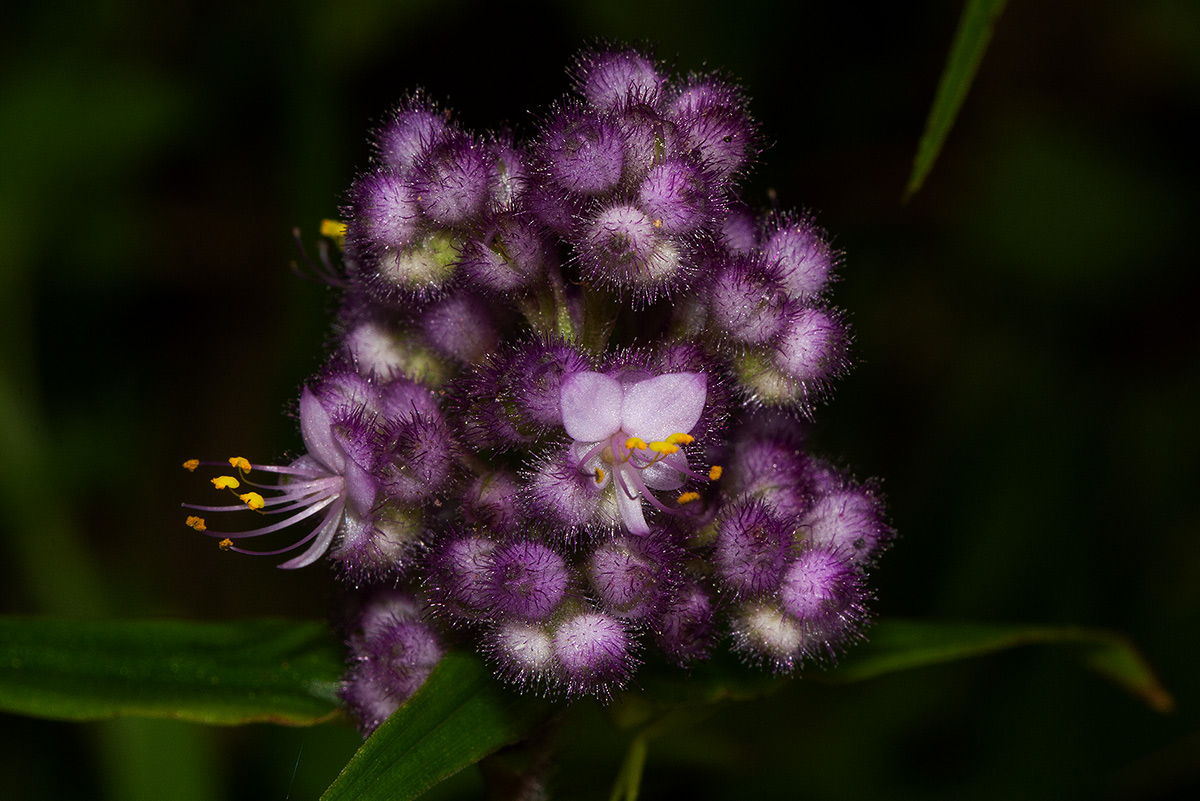 Floscopa glomerata subsp. glomerata
