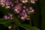 Floscopa glomerata subsp. glomerata