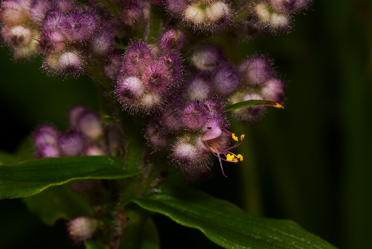 Floscopa glomerata subsp. glomerata