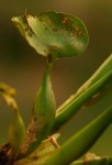 Eichhornia crassipes