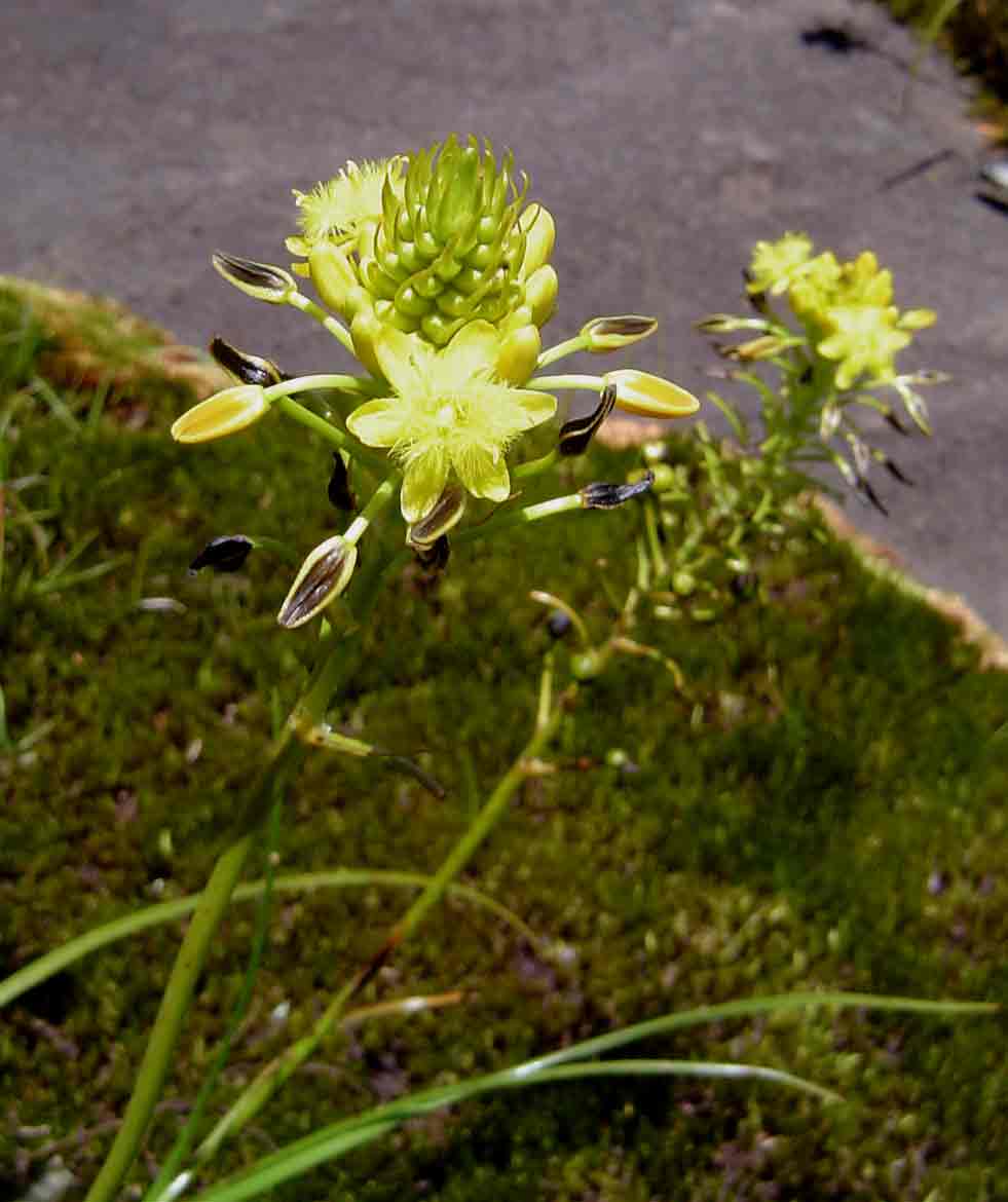 Bulbine abyssinica
