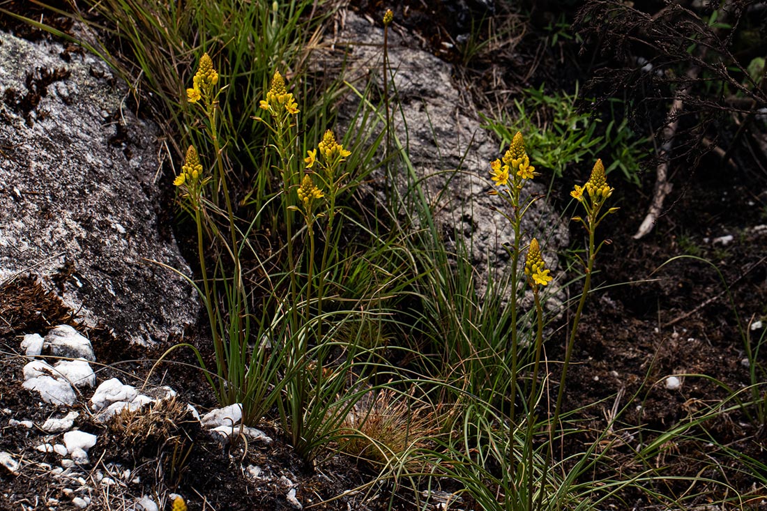 Bulbine abyssinica