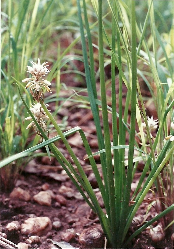 Jodrellia fistulosa