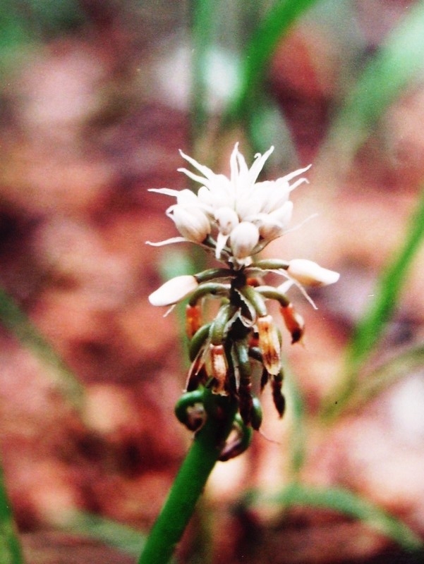 Jodrellia fistulosa
