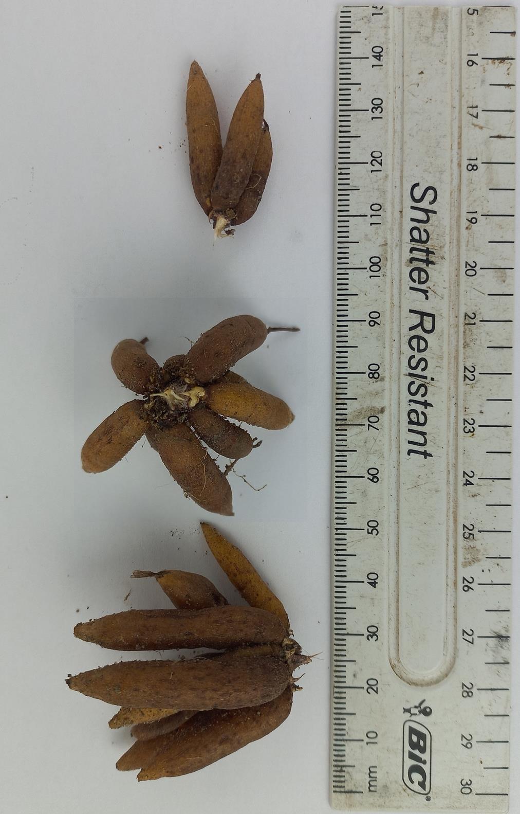 Jodrellia fistulosa