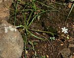 Trachyandra saltii