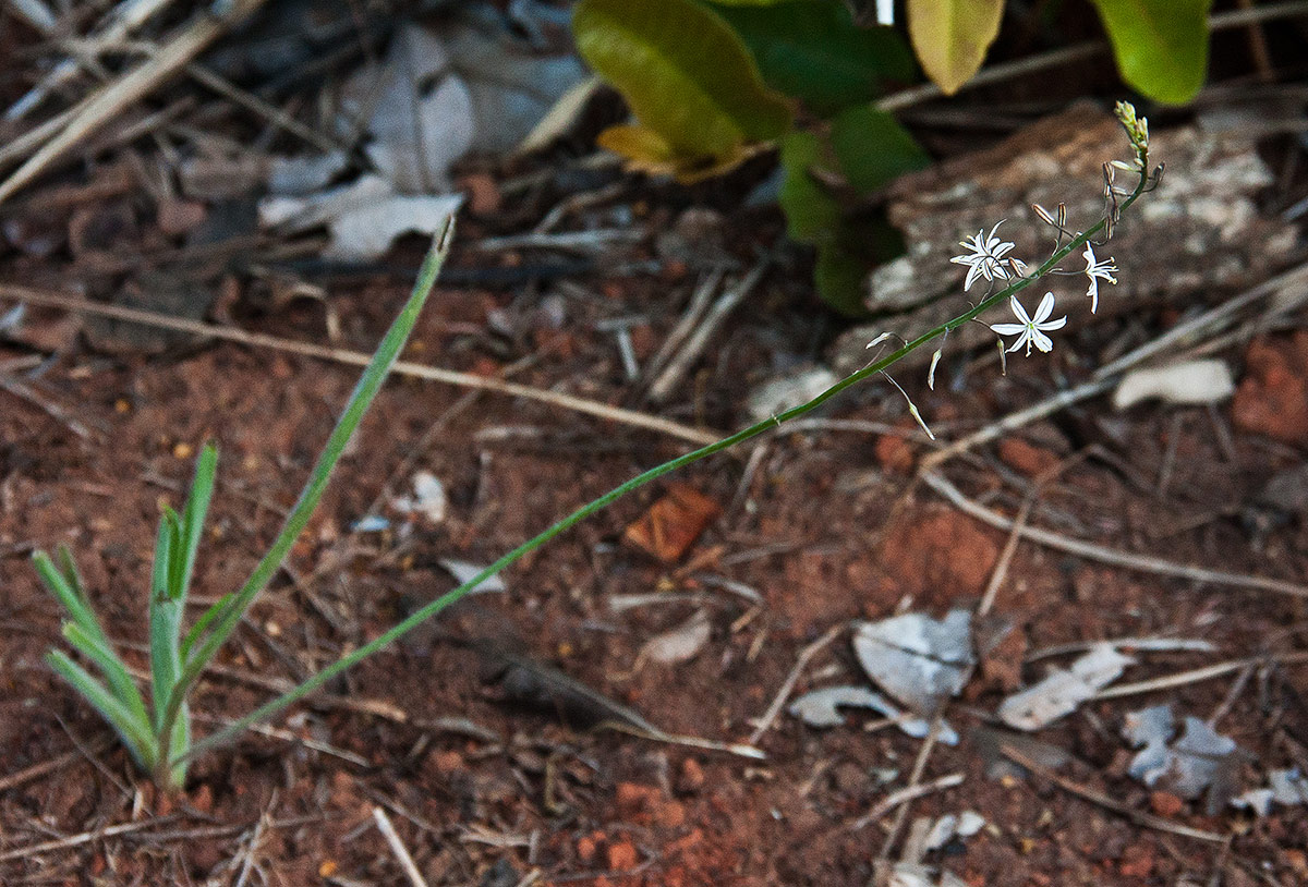 Trachyandra saltii